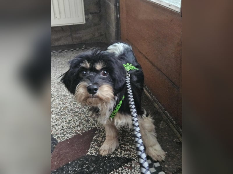 Cutie - ein zartes sensibles Hundemädel (61184 Karben)