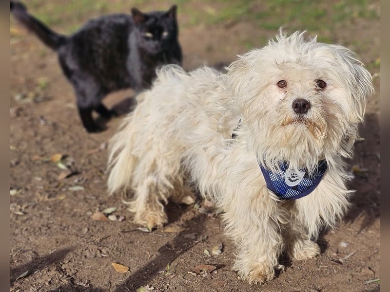 Lior sucht ein ländliches Zuhause