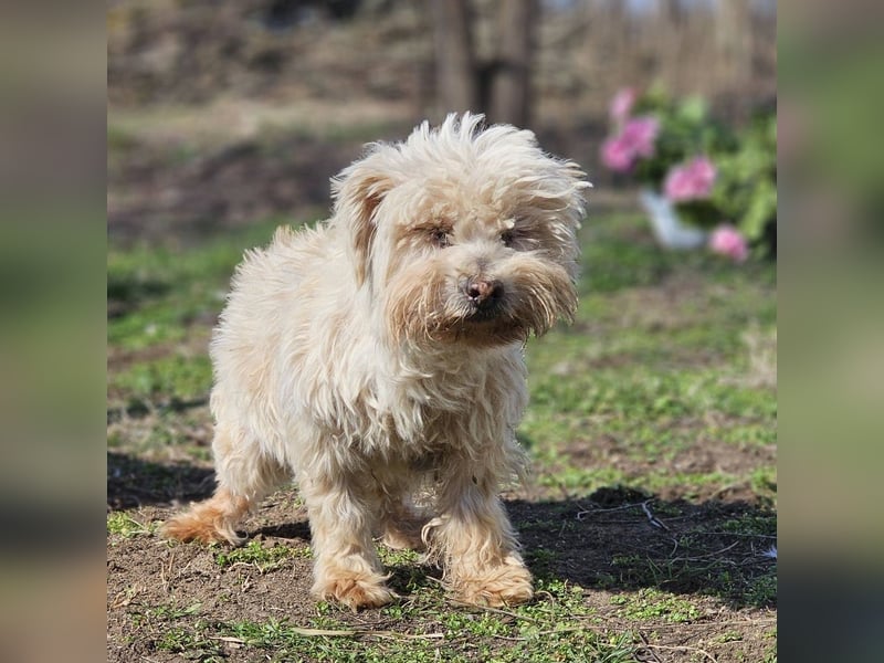 Reni ist eine sensible Hündin