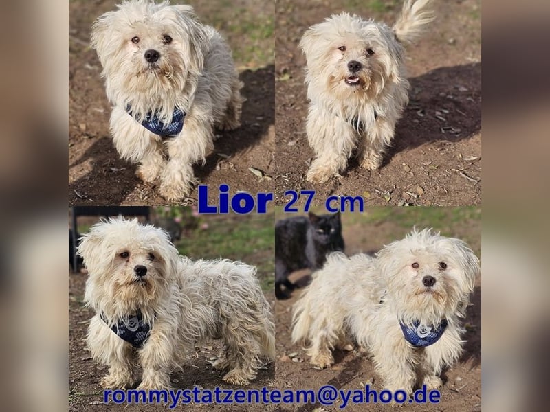 Lior sucht ein ländliches Zuhause