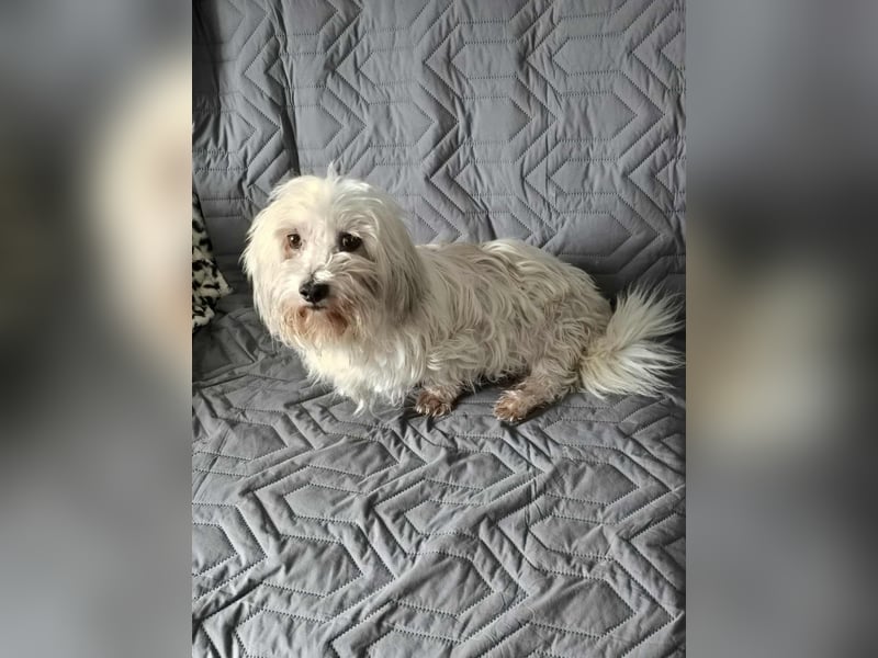 Olias ist ein sanfter, feinfühliger Hund (25451 Quickborn)