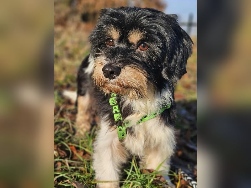 Cutie - ein zartes sensibles Hundemädel (61184 Karben)