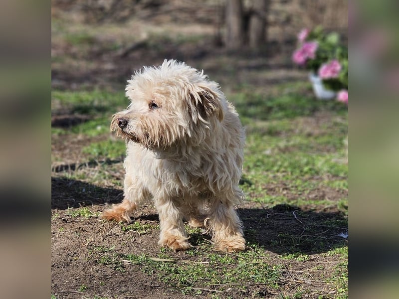 Reni ist eine sensible Hündin