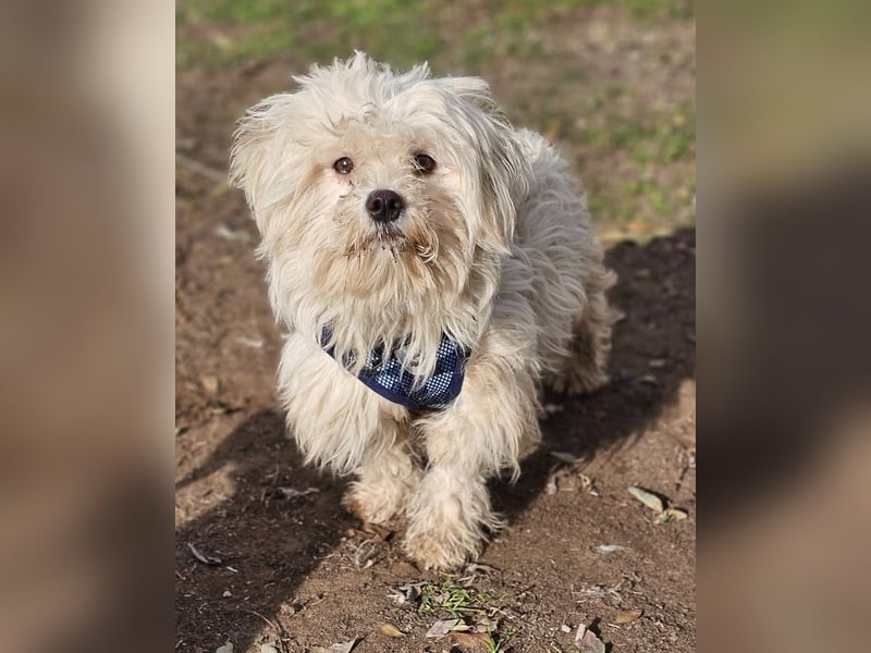 Lior sucht ein ländliches Zuhause