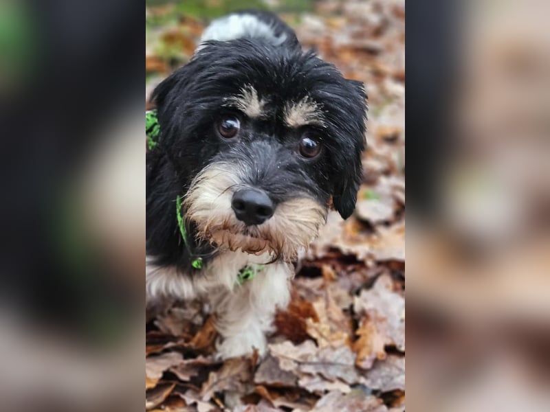 Cutie - ein zartes sensibles Hundemädel (61184 Karben)