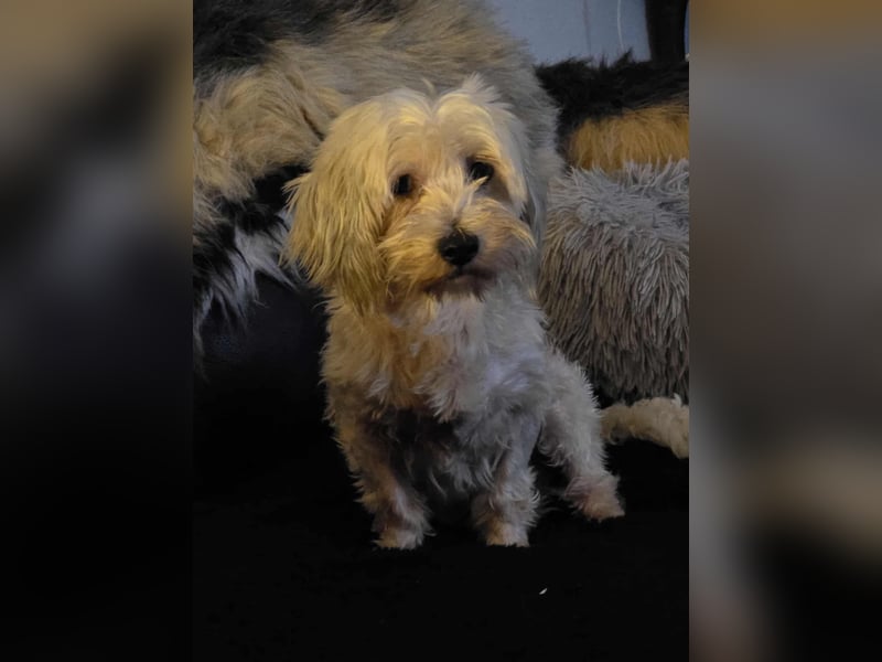 Olias ist ein sanfter, feinfühliger Hund (25451 Quickborn)