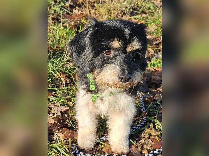 Cutie - ein zartes sensibles Hundemädel (61184 Karben)