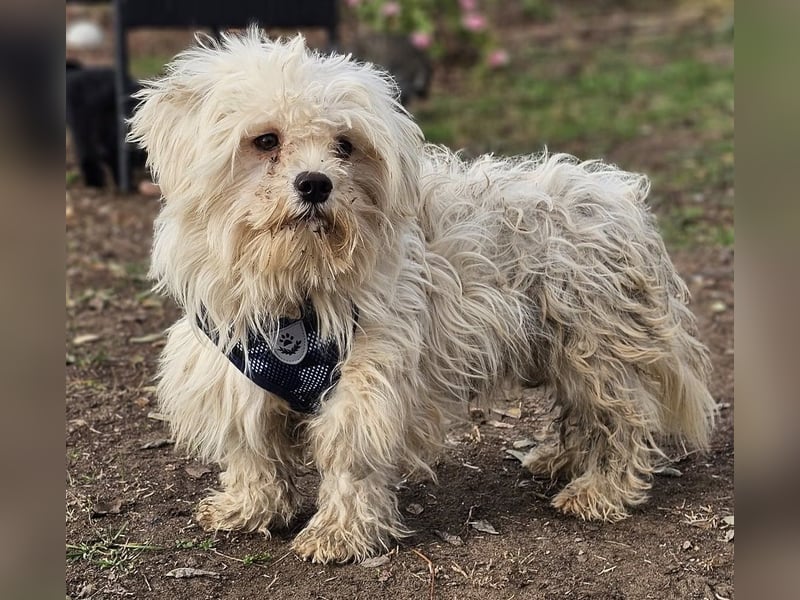 Lior sucht ein ländliches Zuhause