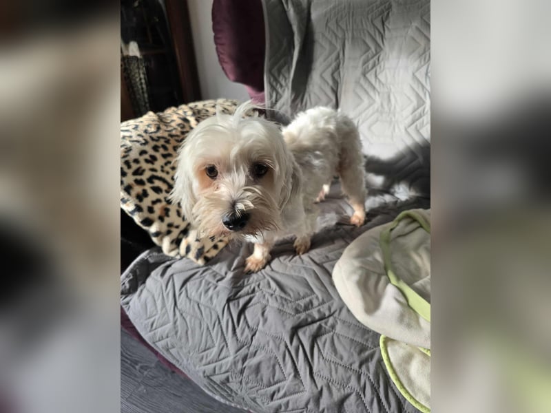 Olias ist ein sanfter, feinfühliger Hund (25451 Quickborn)