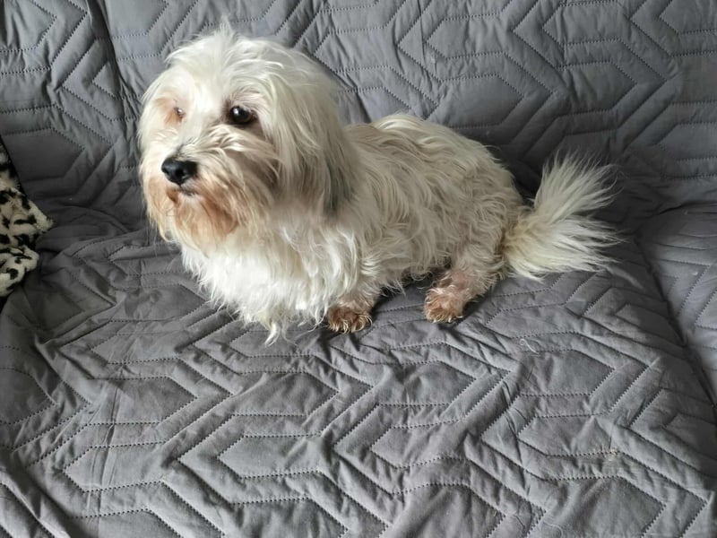 Olias ist ein sanfter, feinfühliger Hund (25451 Quickborn)