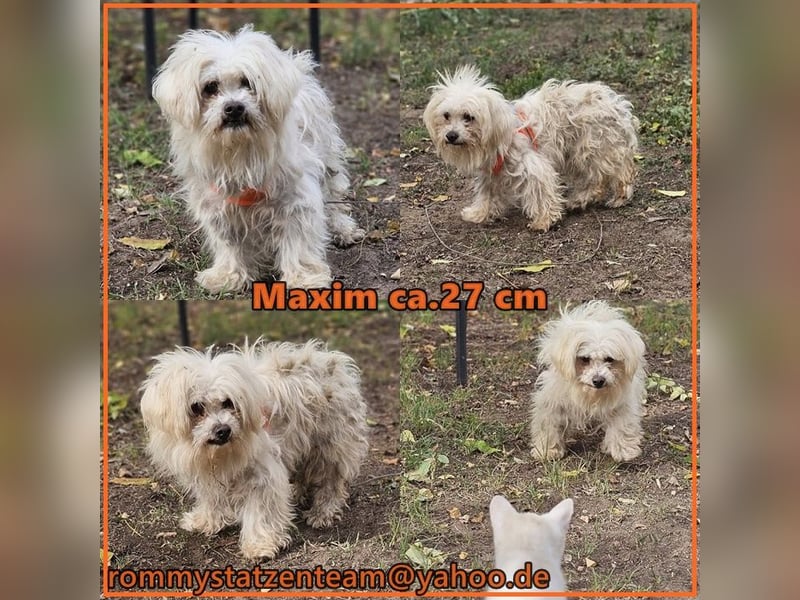 Maxim sucht ein ruhiges Zuhause
