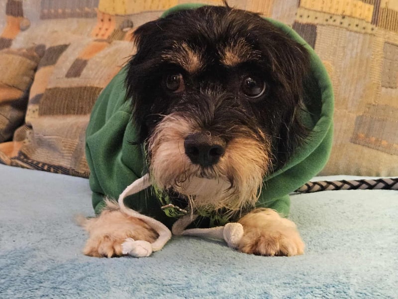 Cutie - ein zartes sensibles Hundemädel (61184 Karben)