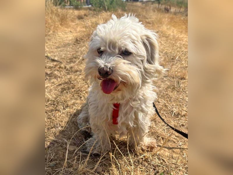Bichon Malteser Happy geb. 01/2022 wartet auf ein liebevolles Zuhause