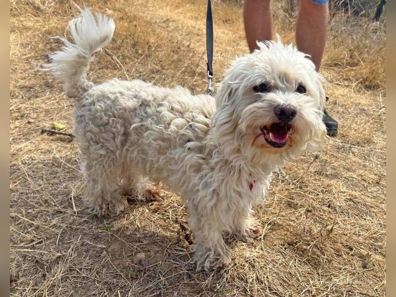 Bichon Malteser Happy geb. 01/2022 wartet auf ein liebevolles Zuhause