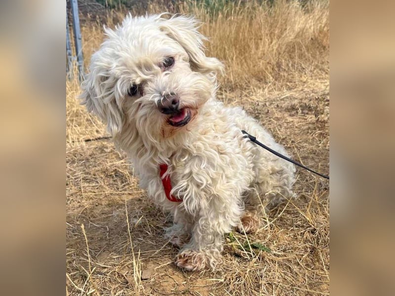 Bichon Malteser Happy geb. 01/2022 wartet auf ein liebevolles Zuhause