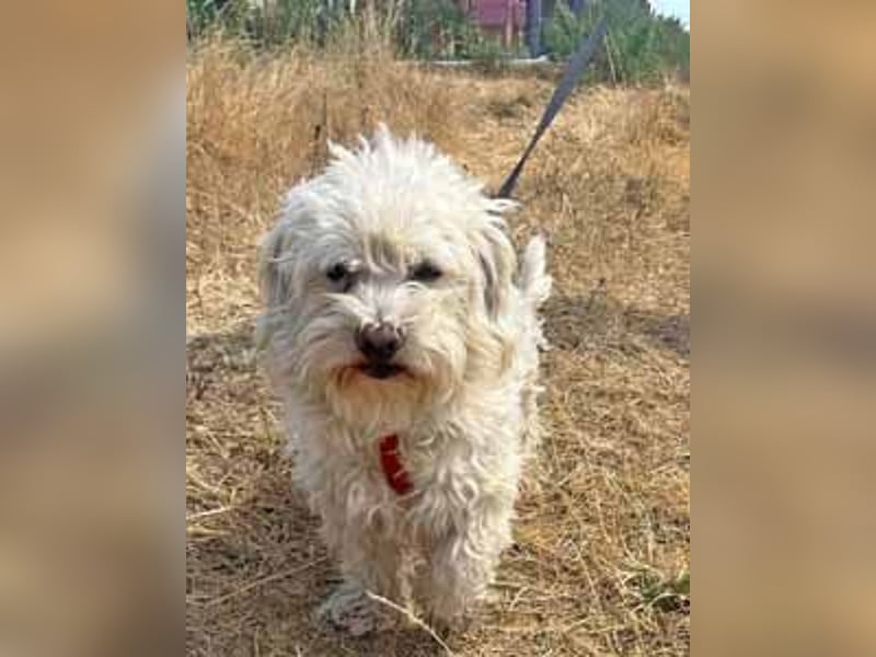 Bichon Malteser Happy geb. 01/2022 wartet auf ein liebevolles Zuhause