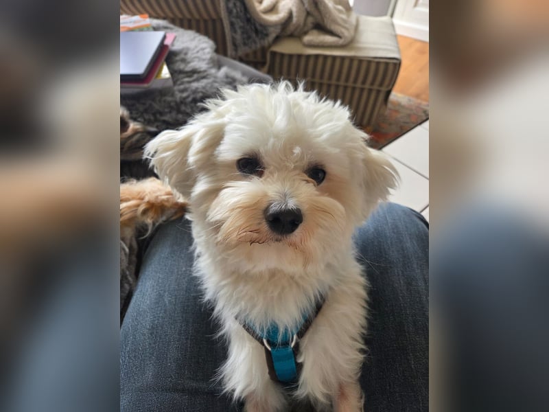 Fluffy – ein Hund von Format