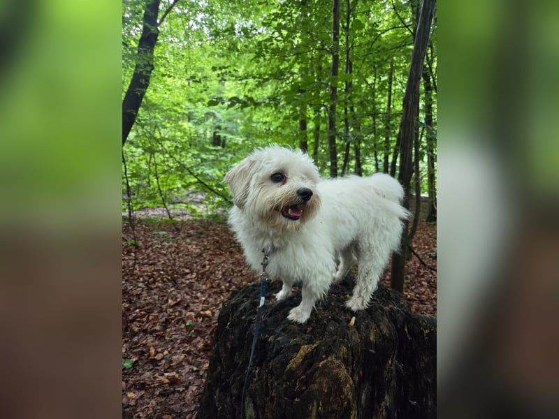 Fluffy – ein Hund von Format