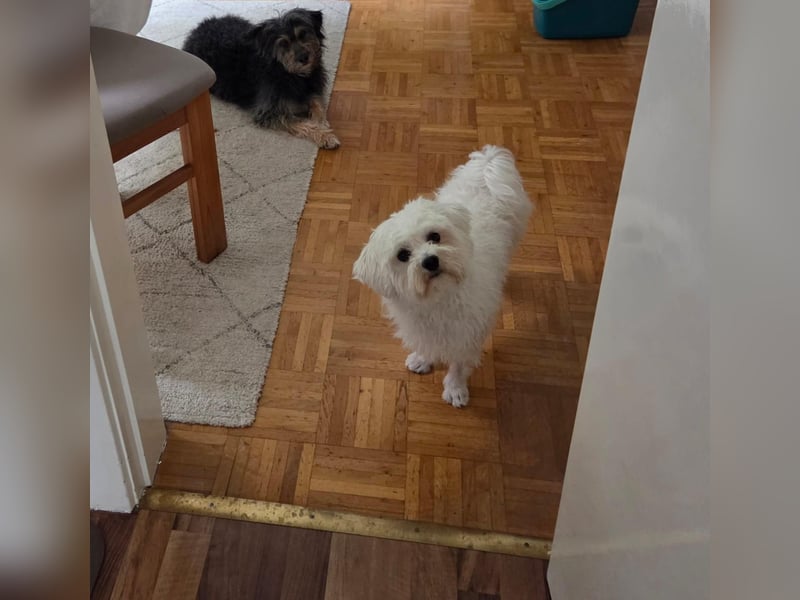 Fluffy – ein Hund von Format