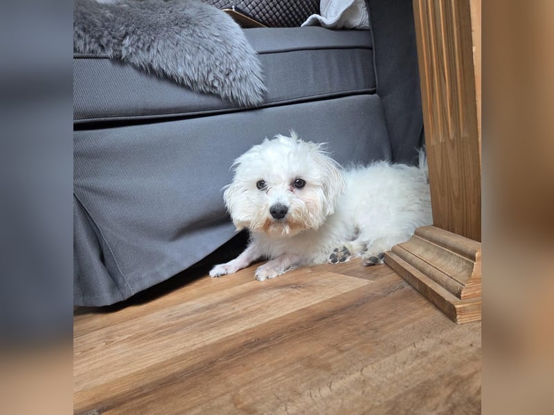 Fluffy – ein Hund von Format