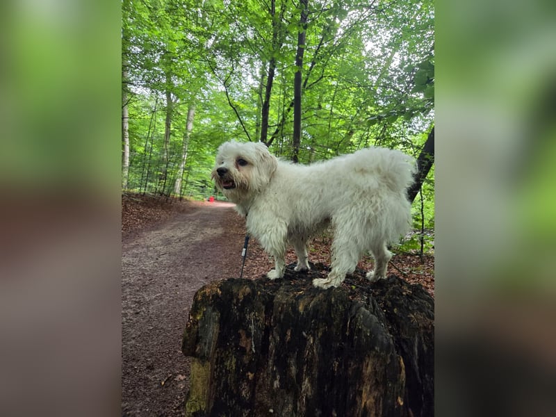 Fluffy – ein Hund von Format