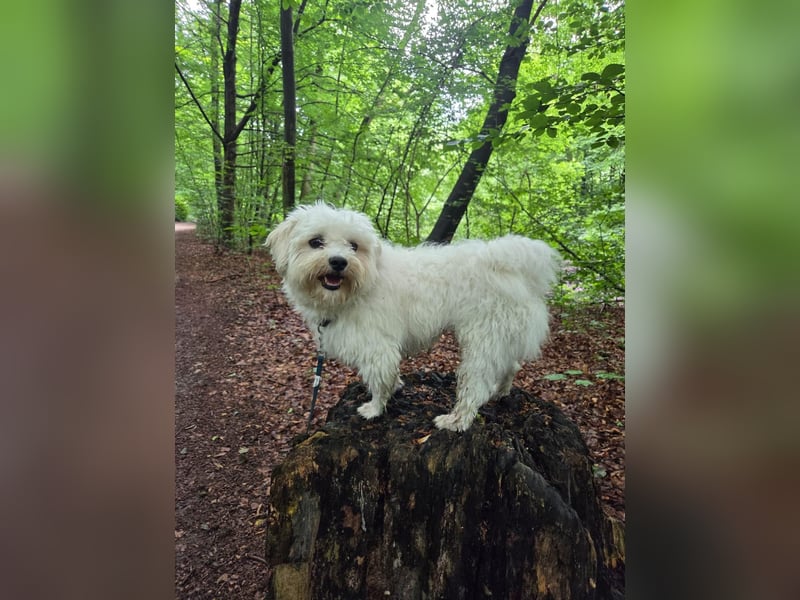 Fluffy – ein Hund von Format