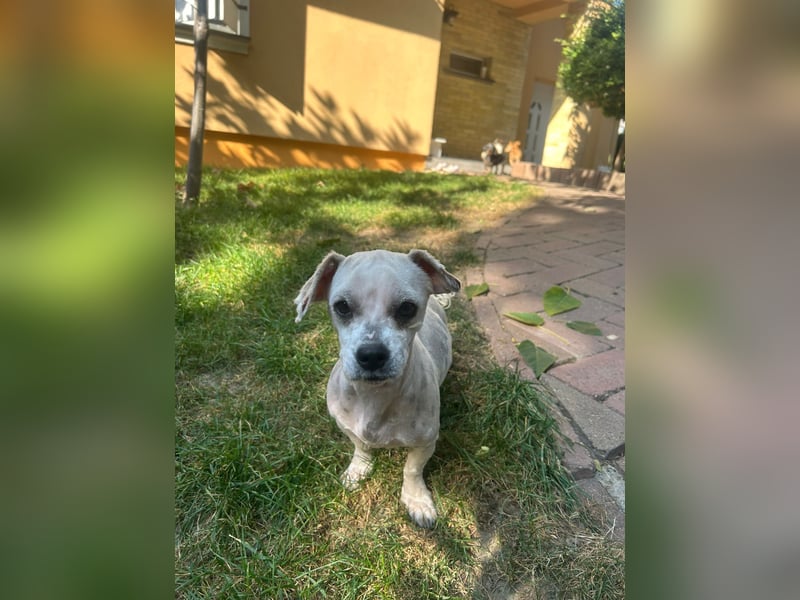 Kleine Maus sucht ein Zuhause