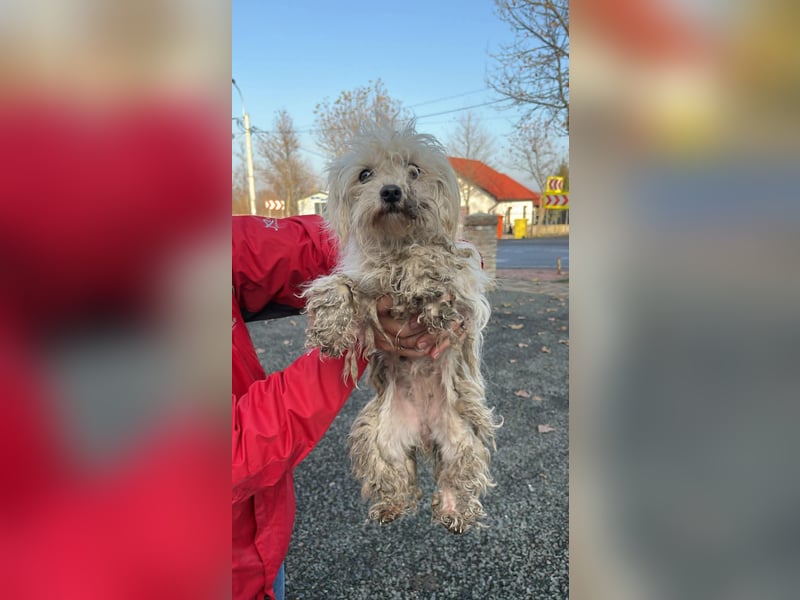 Malteser Mix Maus sucht ihr Glück