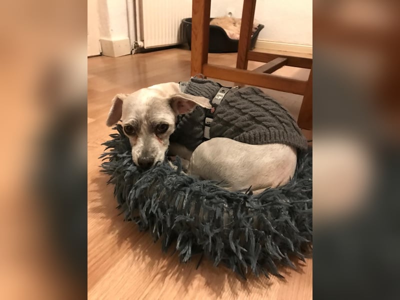 Fibi freut sich auf Deinen Besuch