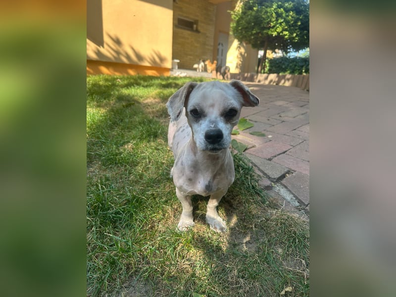 Kleine Maus sucht ein Zuhause