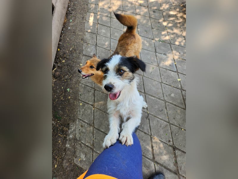 SISSICA ♥ - Gerettet von der Straße nahe Slatina/Rumänien