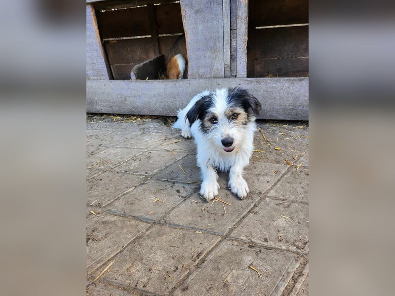 SISSICA ♥ - Gerettet von der Straße nahe Slatina/Rumänien