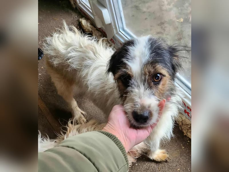 SISSICA ♥ - Gerettet von der Straße nahe Slatina/Rumänien