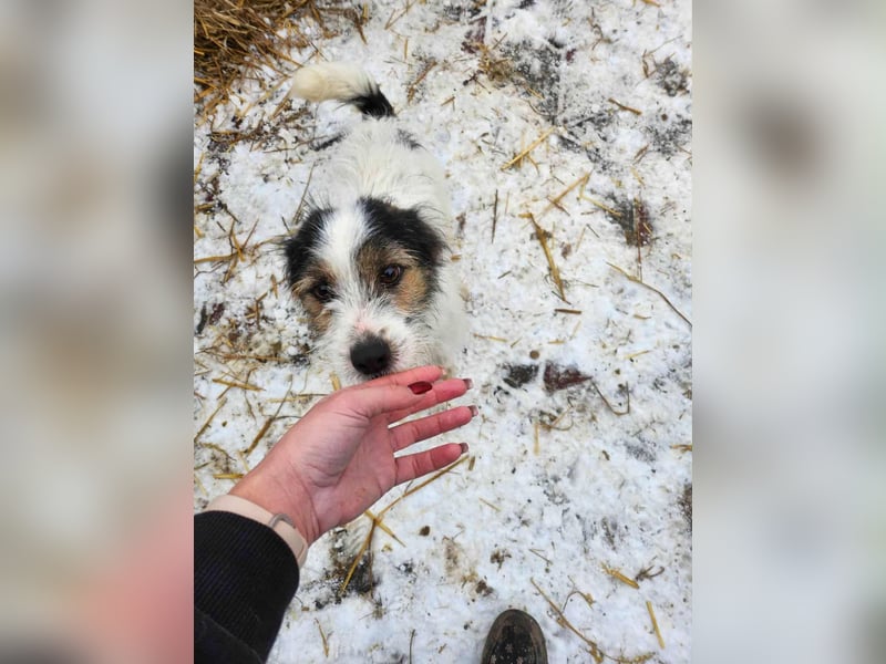 SISSICA ♥ - Gerettet von der Straße nahe Slatina/Rumänien