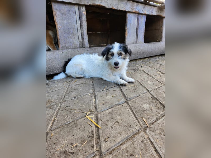 SISSICA ♥ - Gerettet von der Straße nahe Slatina/Rumänien