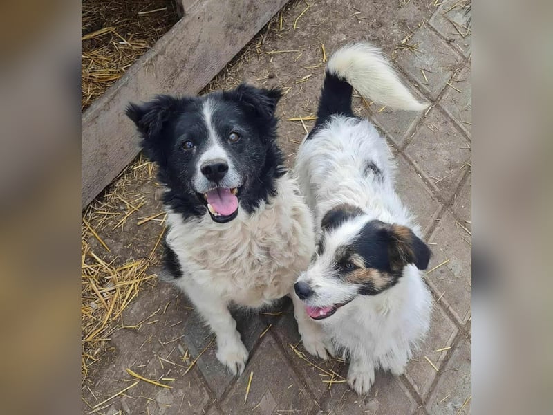 SISSICA ♥ - Gerettet von der Straße nahe Slatina/Rumänien