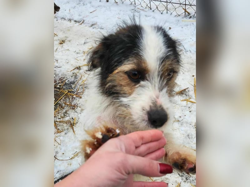 SISSICA ♥ - Gerettet von der Straße nahe Slatina/Rumänien