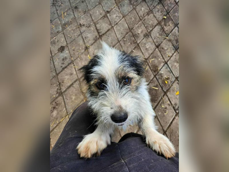 SISSICA ♥ - Gerettet von der Straße nahe Slatina/Rumänien