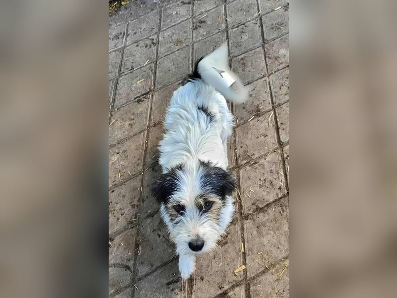 SISSICA ♥ - Gerettet von der Straße nahe Slatina/Rumänien