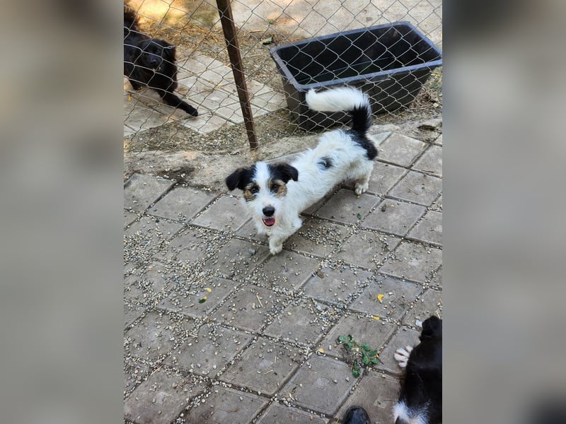 SISSICA ♥ - Gerettet von der Straße nahe Slatina/Rumänien