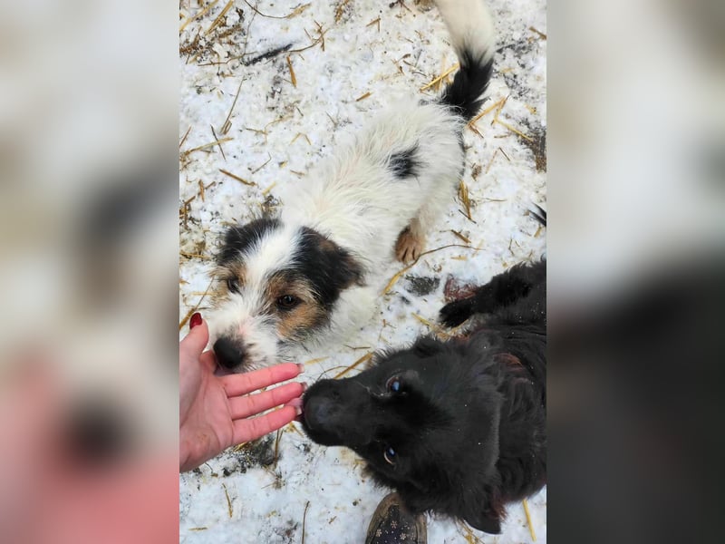 SISSICA ♥ - Gerettet von der Straße nahe Slatina/Rumänien