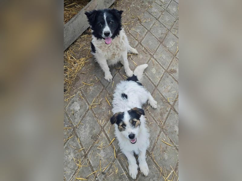 SISSICA ♥ - Gerettet von der Straße nahe Slatina/Rumänien