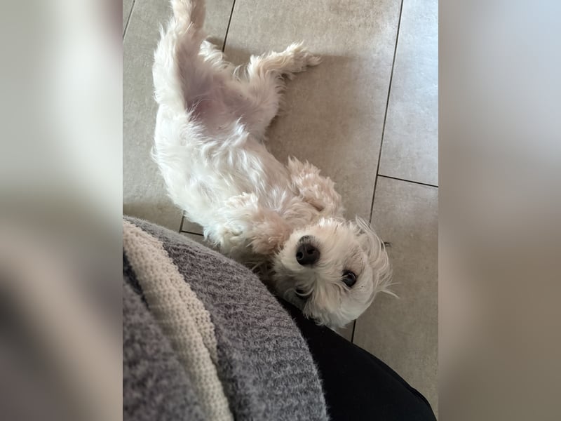 Malteser Mischling Hündin