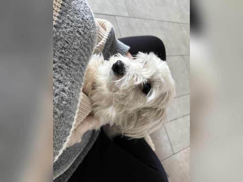 Malteser Mischling Hündin