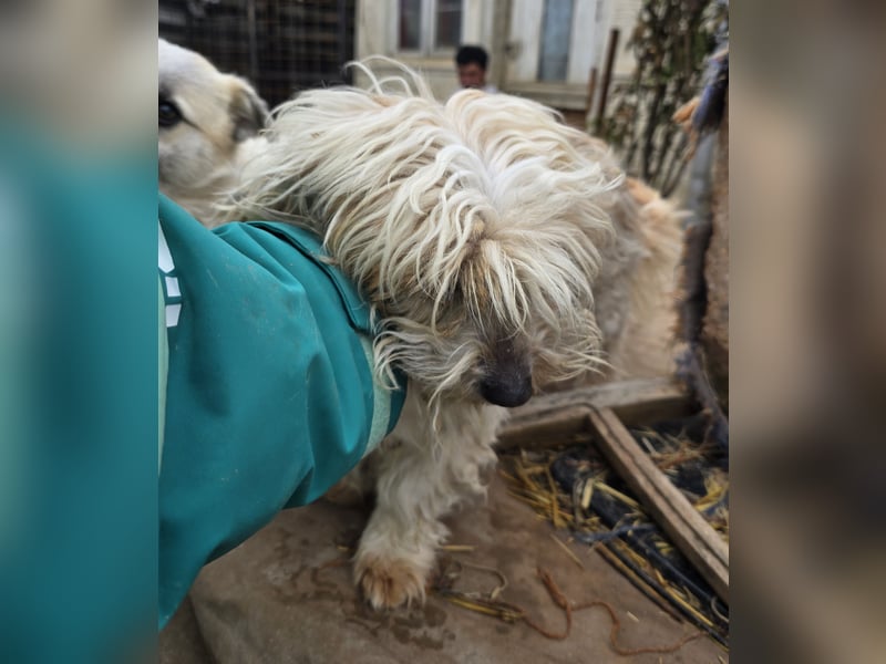 Fred - genießt Streicheleinheiten