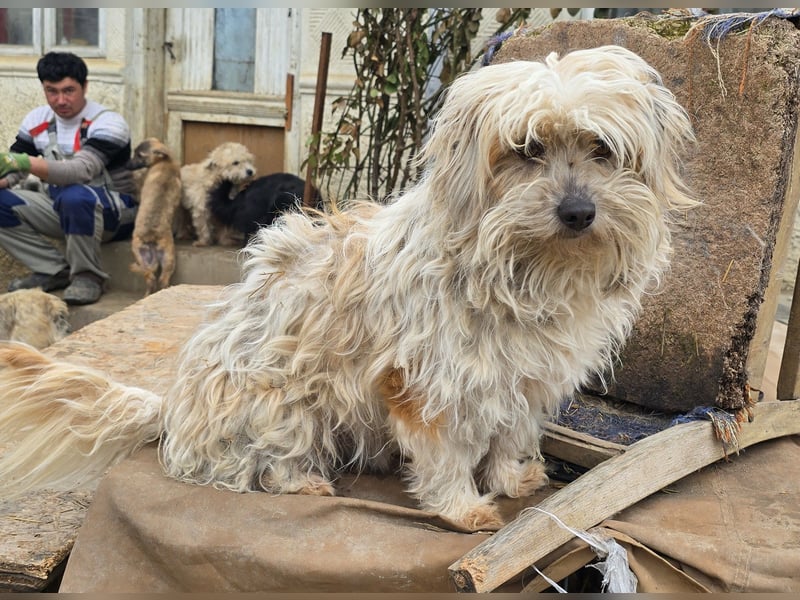 Fred - genießt Streicheleinheiten