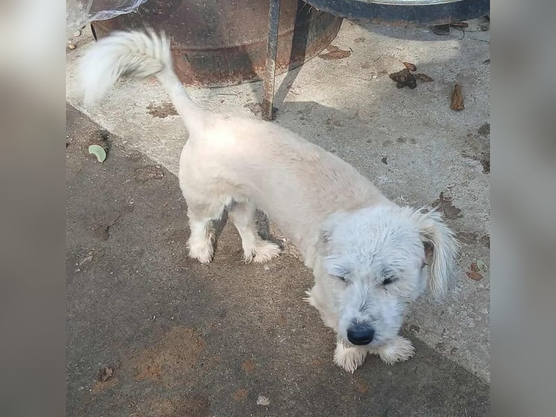 Marley - freundlich und verträglich