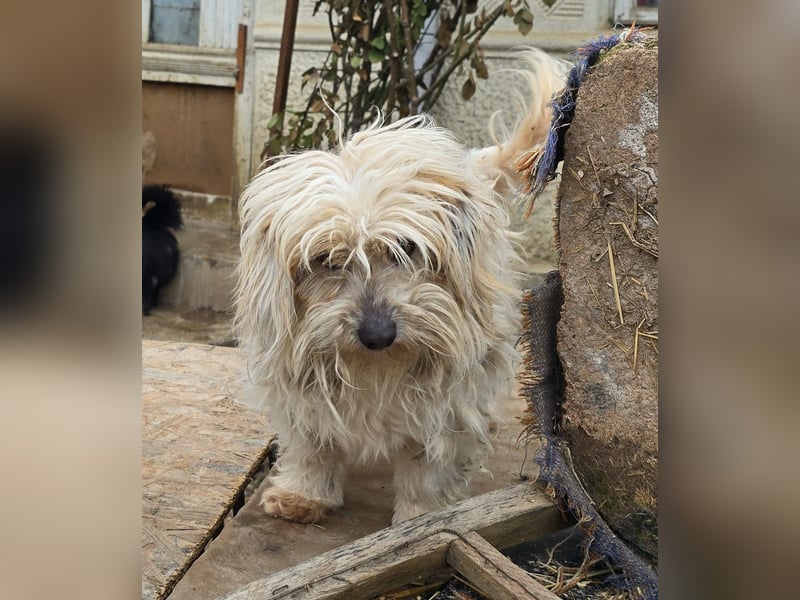 Fred - genießt Streicheleinheiten