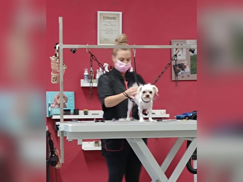 FILOU, beschlagnahmter Malteser-Mix, 8 Jahre, 30 cm, Tierschutz, Pflegestelle 51503