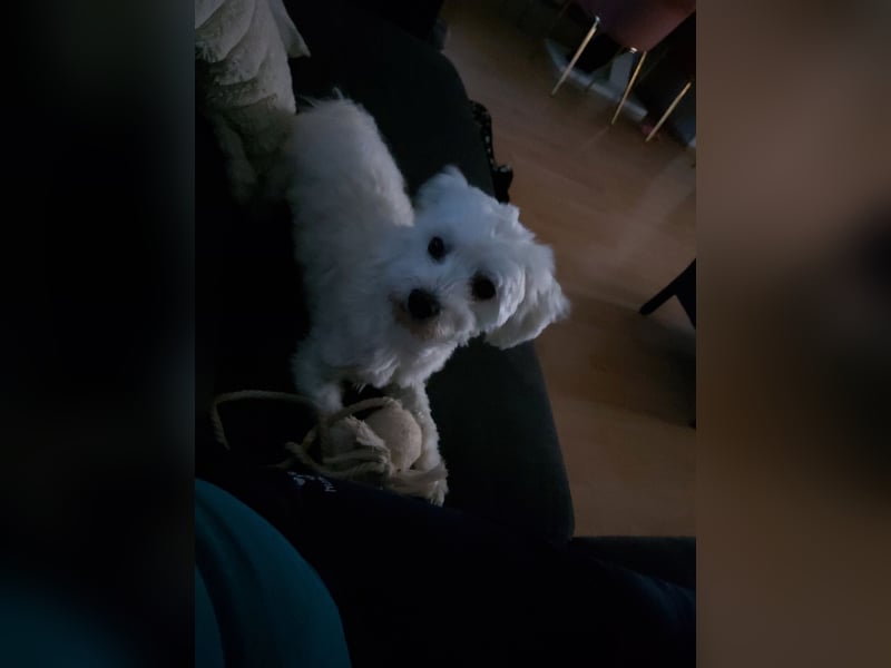 Reinrassiger Malteser zum Decken. Kein Verkauf